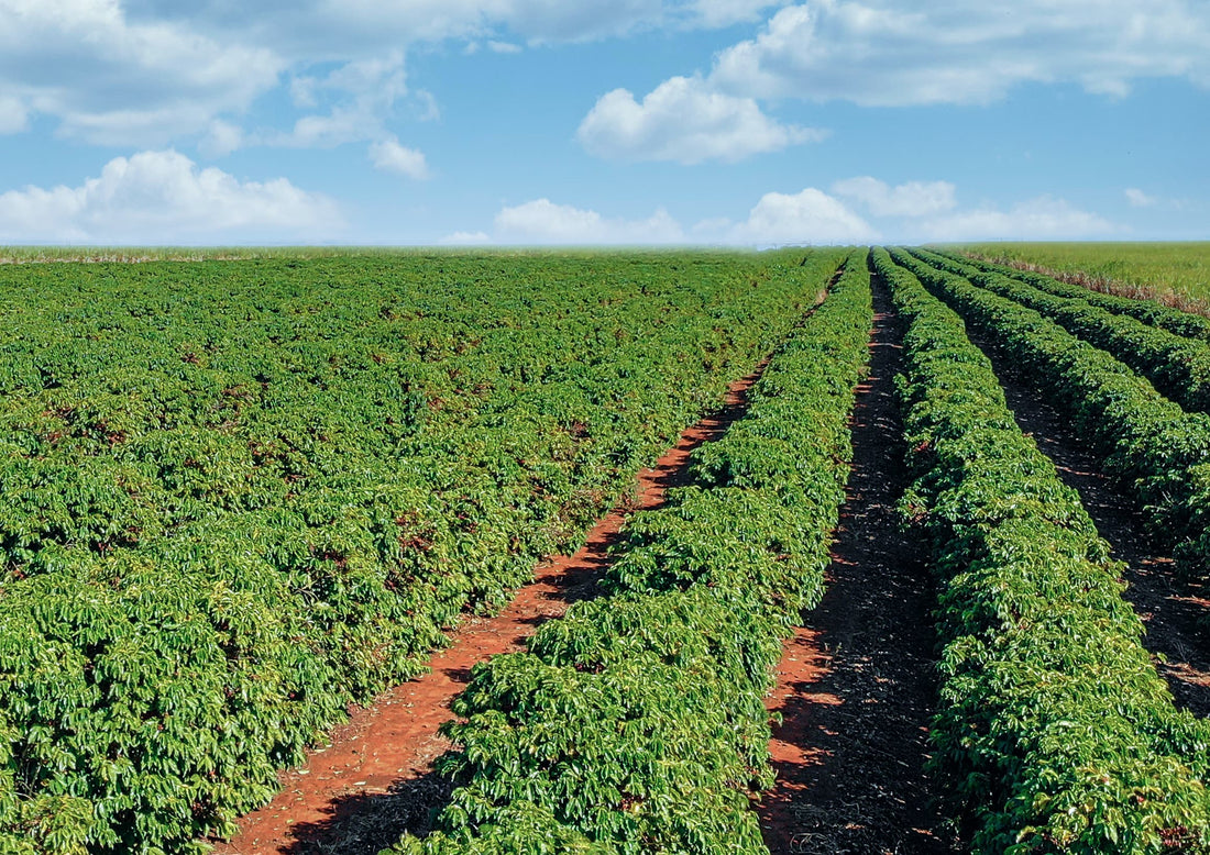 産地による特徴