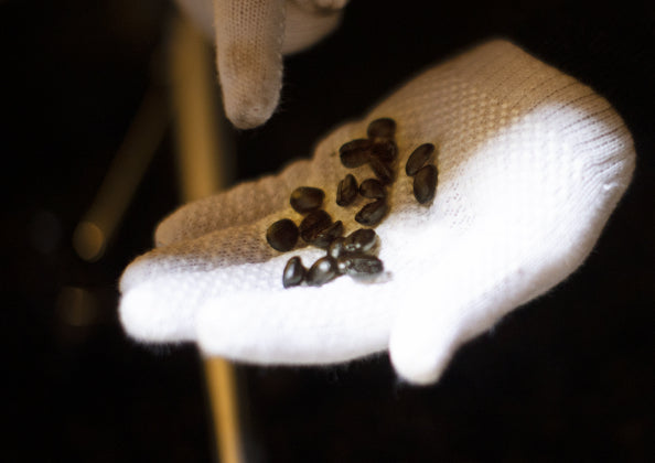 Differences in roasting degree