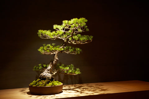 GINZA BONGENCOFFEE Official Online Store