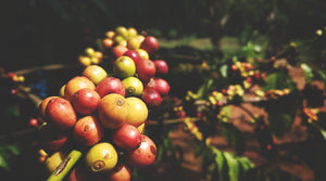 コーヒー豆の品種(VARIETY)と特徴
