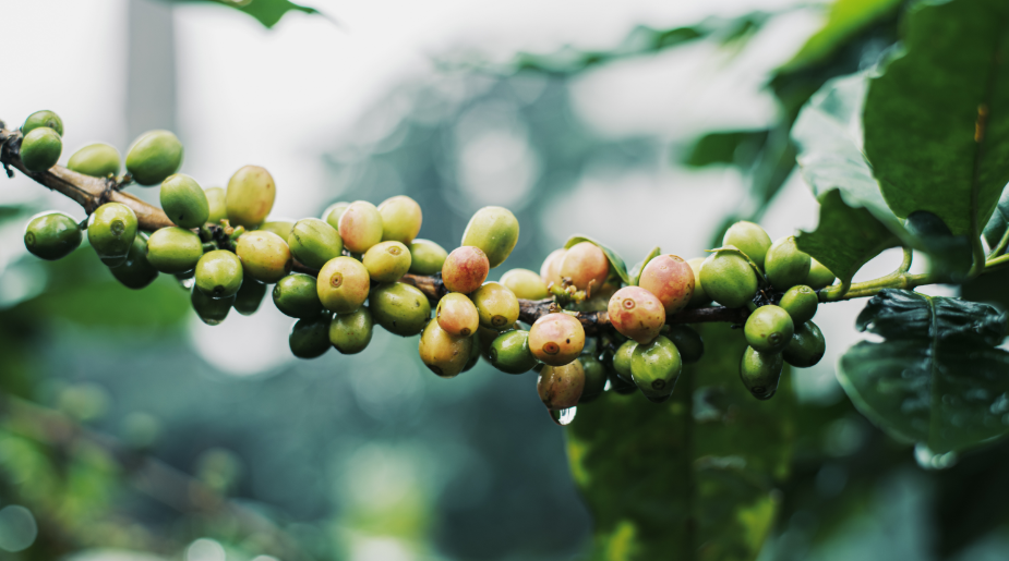 コーヒー豆の育つ条件