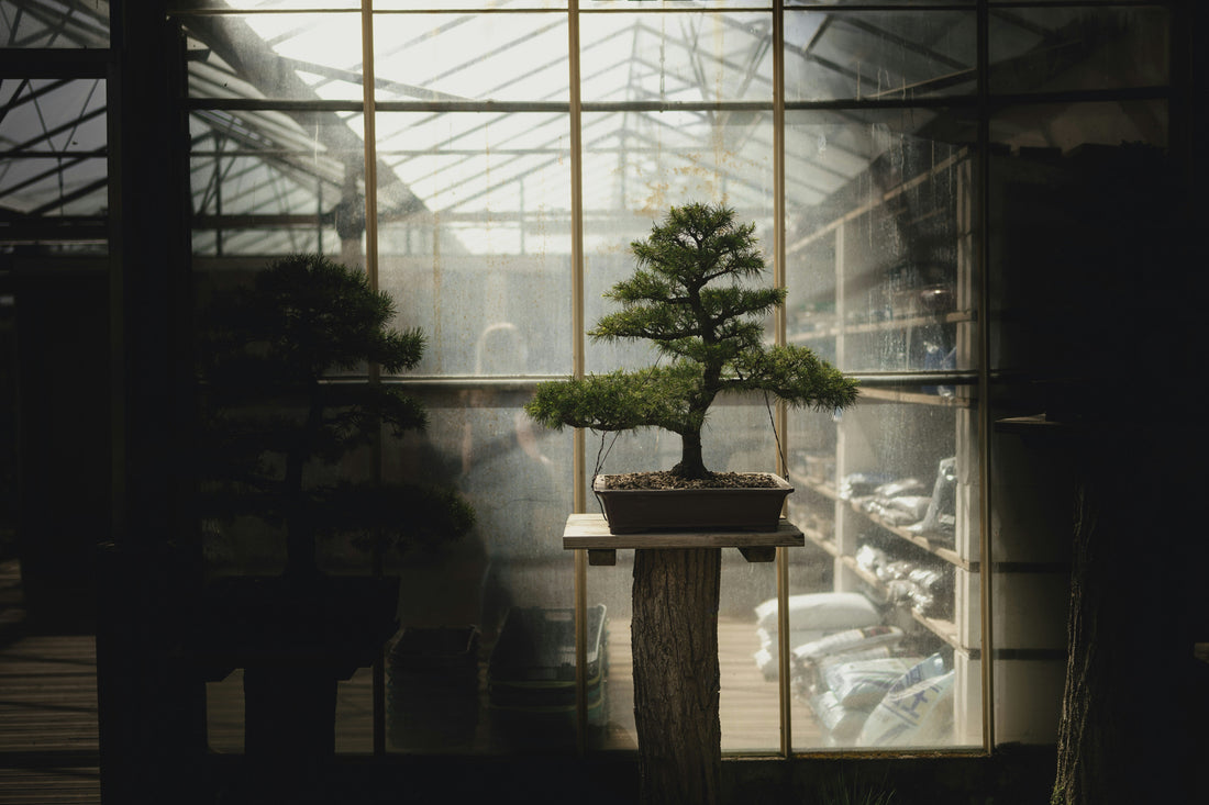 BONSAI