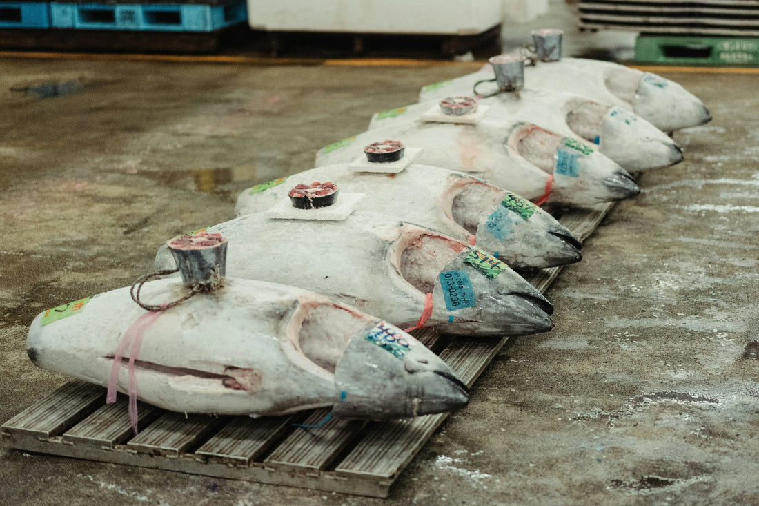 Tsukiji Sightseeing: Tradition and Market Culture