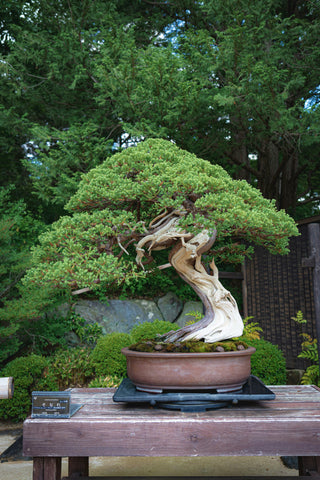 盆栽の歴史 ― 日本が育んだ「生きた芸術」