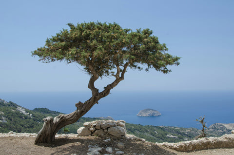 The development and future of bonsai